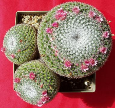 mammillaria pseudoperbella01