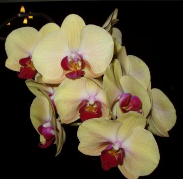 o phalaenopsis05