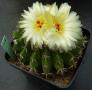 notocactus erinacea01